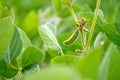 Rural landscape - field the soybean Glycine max Royalty Free Stock Photo