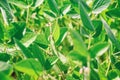 Rural landscape - field the soybean Glycine max Royalty Free Stock Photo