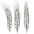 Rural landscape field wheat. Hand drawn vector Countryside landscape engraving style illustration.