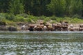 Rural landscape. A flock of cows on a watering-place on the river bank at noon. Some cows are in the water. The river bank is Royalty Free Stock Photo