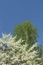 Rural landscape with flowering garden Royalty Free Stock Photo