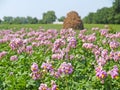 Rural landscape with flowering potatoes