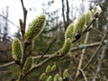 Rural landscape. Fluffy blossoming buds of spring trees. Willow goat, Salix caprea