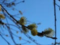 Rural landscape. Fluffy blossoming buds of spring trees. Willow goat, Salix caprea