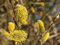 Rural landscape. Fluffy blossoming buds of spring trees. Willow goat, Salix caprea