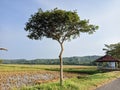 rural landscape with focus on a single tree growing in the middle of a rice field Royalty Free Stock Photo