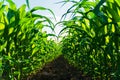 Rural landscape with fresh corn field. Rows of corn plants. Plants in the open field Royalty Free Stock Photo