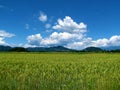 Rural landscape with a wheat field in front in Gorenjska , Slovenia