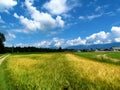 Rural landscape in Gorenjska, Slovenia with a yellow colored wheat field and a village and forest behind Royalty Free Stock Photo