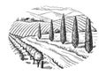 Rural landscape. Grape fields. Cypress trees. Hand drawn sketch. Vintage style. Black and white vector illustration isolated on Royalty Free Stock Photo