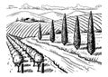 Rural landscape. Grape fields. Cypress trees. Hand drawn sketch. Vintage style. Black and white vector illustration isolated on Royalty Free Stock Photo