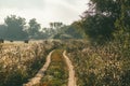 Rural landscape with a grassy road, on the left a field with haystacks, on the right trees. Misty morning spring Royalty Free Stock Photo