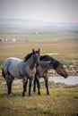 Rural landscape with grazing horses