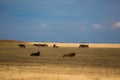 Rural landscape with grazing horses on pasture at sunset Royalty Free Stock Photo