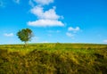 Rural landscape with green cultivations, blue sky and singol tree, south italy