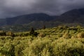 Olive groves on a spring day Royalty Free Stock Photo