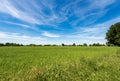 Green Wheat Field in Springtime - Padan Plain or Po valley Lombardy Italy Royalty Free Stock Photo