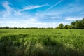Green Wheat Fields in Springtime - Padan Plain or Po valley Lombardy Italy Royalty Free Stock Photo