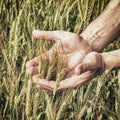 Rural landscape - hands of a farmer with ears of young wheat closeup