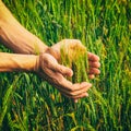 Rural landscape - hands of a farmer with ears of young wheat closeup