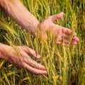 Rural landscape - hands of a farmer with ears of young wheat closeup