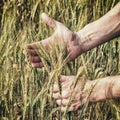 Rural landscape - hands of a farmer with ears of young wheat closeup