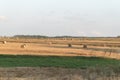 rural landscape after the harvest, field covered with straw rolls, freshly hay bales Royalty Free Stock Photo