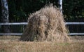 Stook of grain sheaves in the countryside