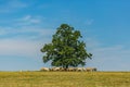 Rural landscape, herd of brown and white cows