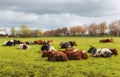 Rural landscape with a herd of cows