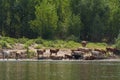 Rural landscape. Herd of cows on a watering-place on the river at noon. Some cows went into the water. The river bank is overgrown