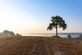 Rural landscape. Hill on a field with a lone tree over a misty valley in the early morning Royalty Free Stock Photo