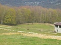 Rural landscape, horses on green meadow near the forest