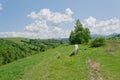 Rural landscape with horses in a pasture in the mountain valley. Landscape with green trees mountain Royalty Free Stock Photo