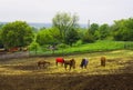 Rural landscape with horses in rainy summer day Royalty Free Stock Photo