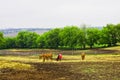 Rural landscape with horses in rainy summer day Royalty Free Stock Photo