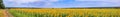 Rural landscape, huge panorama, banner - blooming sunflower field with dirt road Royalty Free Stock Photo