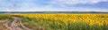 Rural landscape, huge panorama, banner - blooming sunflower field with dirt road Royalty Free Stock Photo