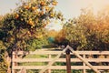 Rural landscape image of orange trees in the citrus plantation.