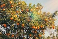 Rural landscape image of orange trees in the citrus plantation. Vintage filtered. Royalty Free Stock Photo