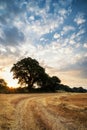 Rural landscape image of Summer sunset over field of hay bales Royalty Free Stock Photo