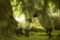 Rural landscape in Irish countryside. Green nature and sheep eating grass. Ireland