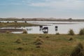 Rural landscape of lagoon with vegetation and sand dunes in the background Royalty Free Stock Photo