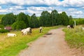 Rural landscape, large herd of cows crosses a field road, Ural village, summer landscape with clouds, Russia.