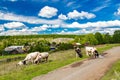 Rural landscape, large herd of cows crosses a field road, Ural village, summer landscape with clouds, Russia.