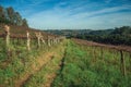 Leafless grapevines on vineyard and skyline Royalty Free Stock Photo