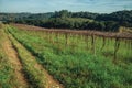 Leafless grapevines on vineyard and skyline Royalty Free Stock Photo