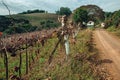 Rural landscape with leafless vines and dirt road Royalty Free Stock Photo