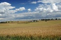 Rural landscape - little farm in the middle of wheat field.