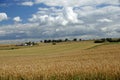 Rural landscape - little farm in the middle of wheat field.